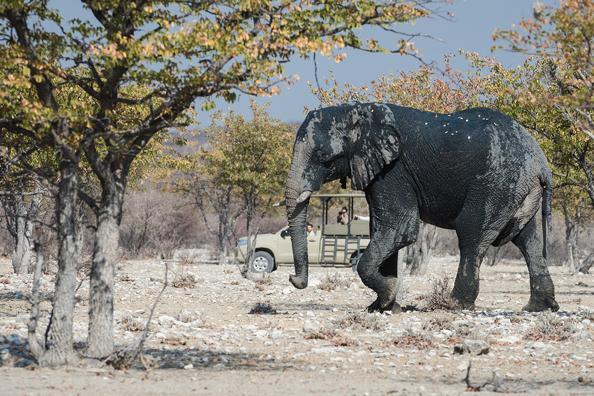 Natural Selection Flugsafari - Etosha Heights Game Reserve