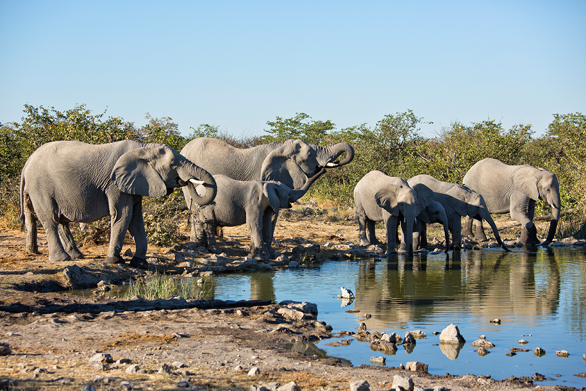 Natural Selection Flugsafari - Etosha Heights Game Reserve