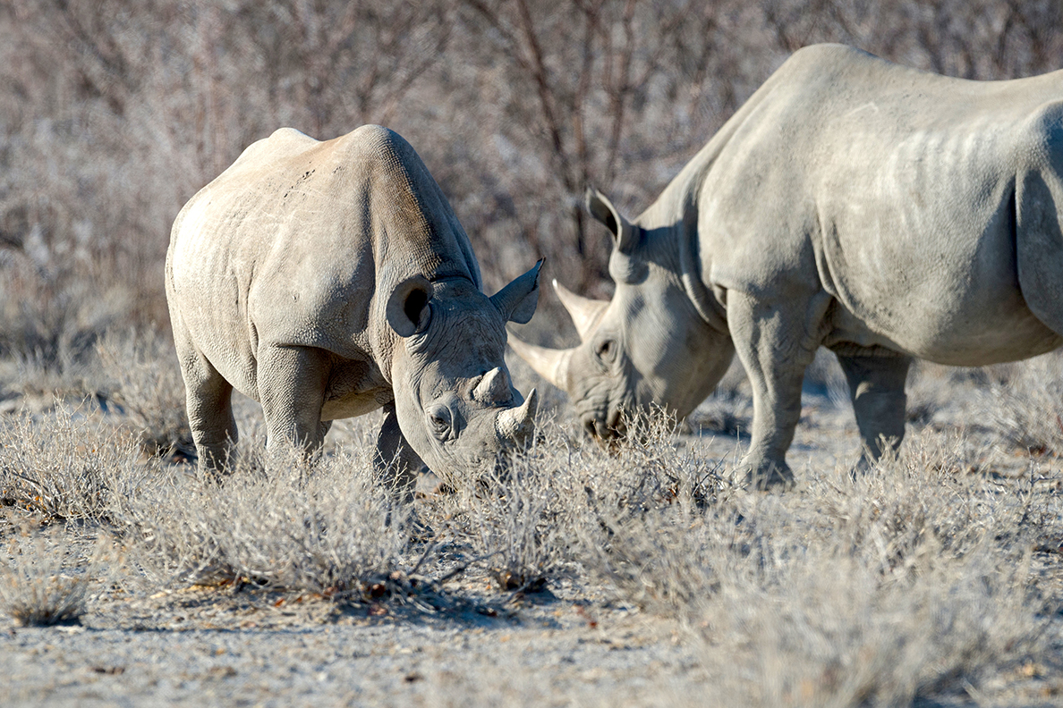 Natural Selection Flugsafari - Etosha Heights Game Reserve