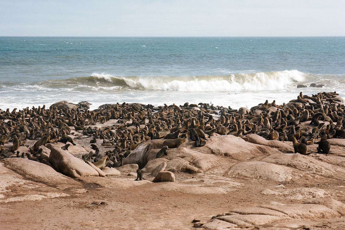 Natural Selection Flugsafari - Robben bei Cape Cross