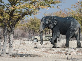 Natural Selection Flugsafari - Etosha Heights Game Reserve Natural Selection Flugsafari - Etosha Heights Game Reserve