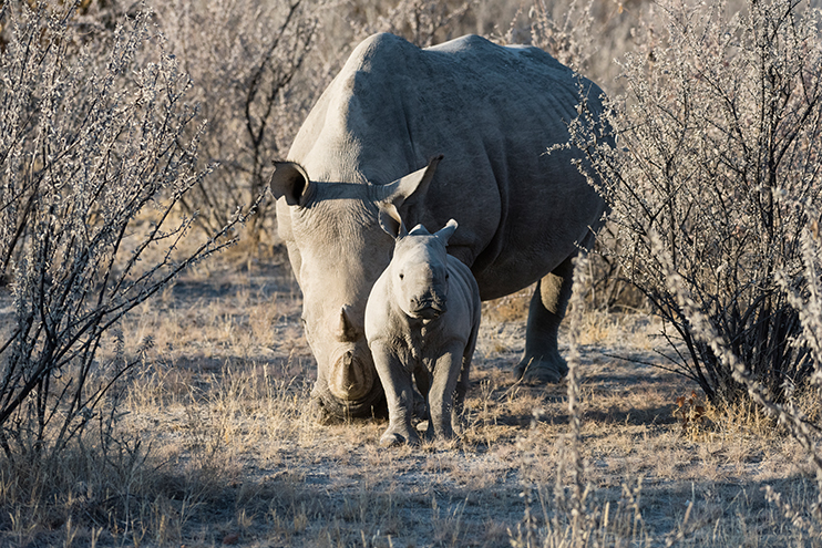 Spread your Wings - Ongava Private Game Reserve