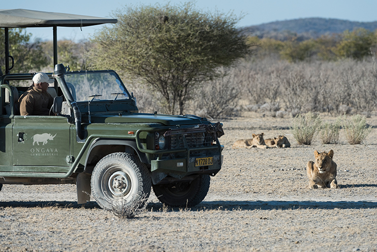 Spread your Wings - Game Drive Ongava