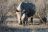 Spread your Wings - Ongava Private Game Reserve