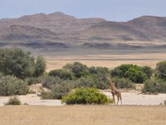 Wüsten-Camping - Giraffe im Horusib Tal