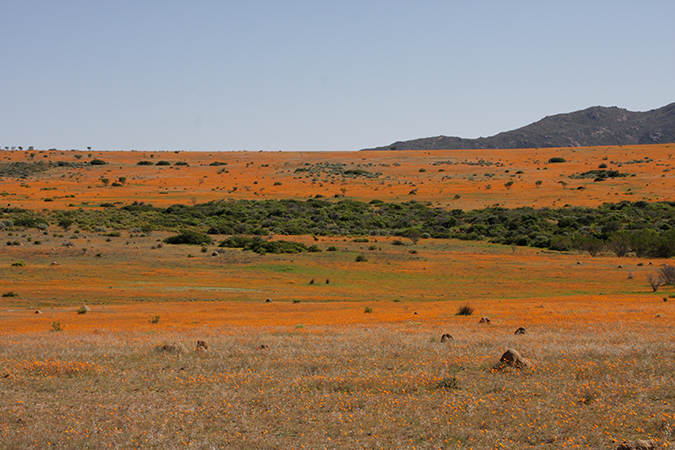 Kontraste:; Windhoek - Cape Town, Blumenpracht im Namaqualand