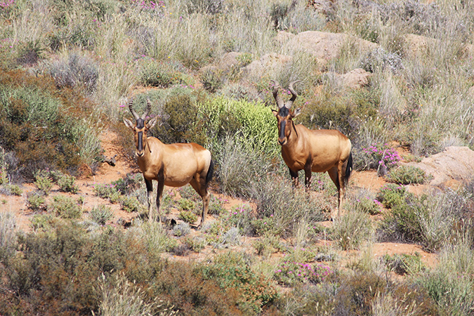 Kontraste: Windhoek - Cape Town, Kuhantilopen (Hartebeest) in den Cedarbergen