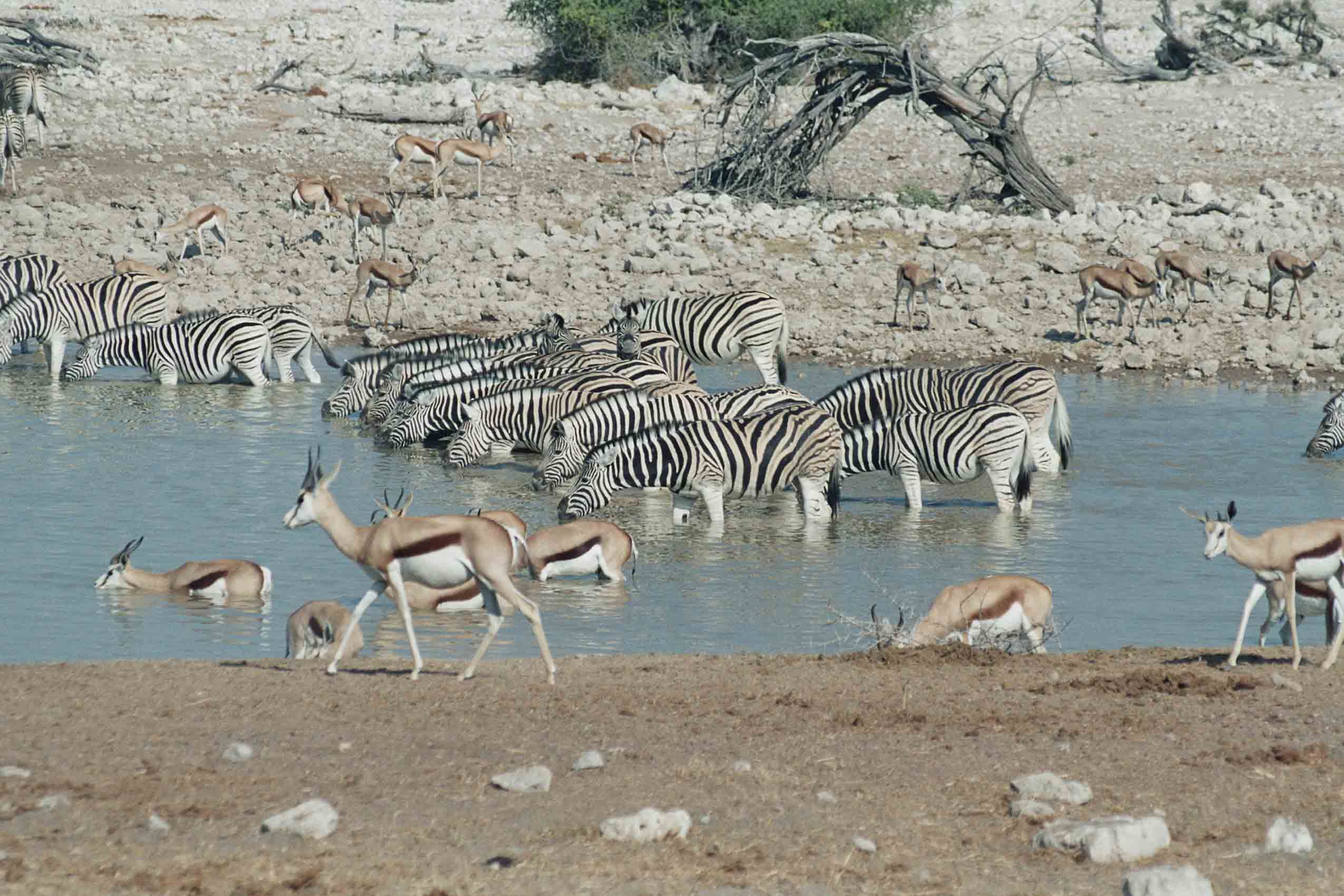 Kontraste: Windhoek - Cape Town, Wasserstelle im Etosha National Park