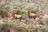 Kontraste: Windhoek - Cape Town, Kuhantilopen (Hartebeest) in den Cedarbergen