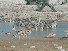 Kontraste: Windhoek - Cape Town, Wasserstelle im Etosha National Park