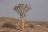 Kontraste: Windhoek - Cape Town, Köcherbaum beim Fish River Canyon