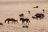 Kontraste: Windhoek - Cape Town, Wilde Pferde der Namib