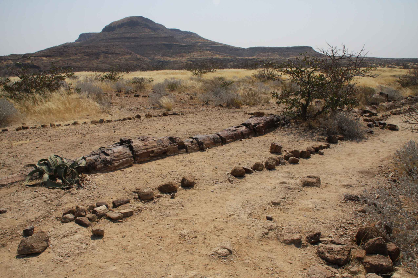 Namibia kompakt - Versteinerter Wald im Damaraland