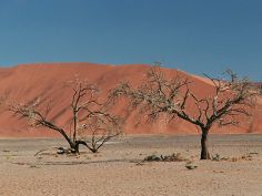 Namibia kompakt - Dead Vlei