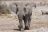 Namibia kompakt - Etosha National Park