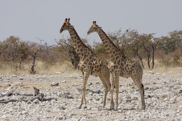 Namibia kompakt