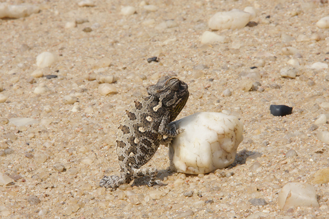 Natur Pur - Living Desert Tour, Swakopmund
