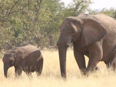 Natur pur - Wüstenelefanten im Damaraland