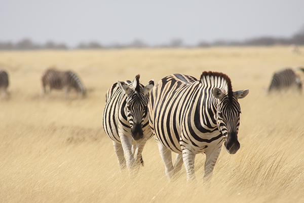 Sand, Rocks &amp; Rivers - Zebras im Etosha National Park