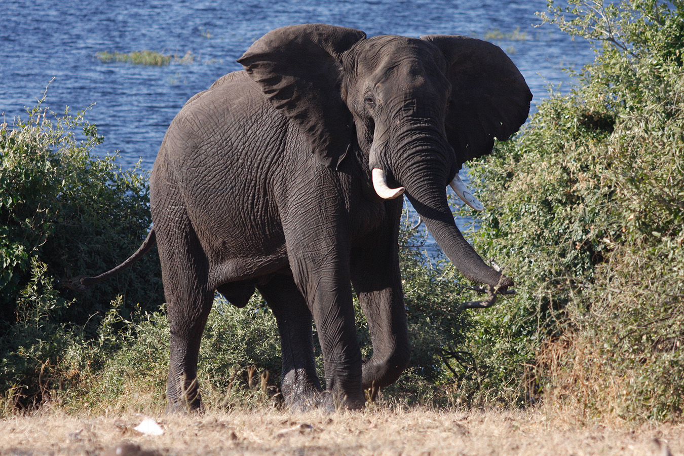Sand, Rocks &amp; Rivers - Elefant im Chobe National Park