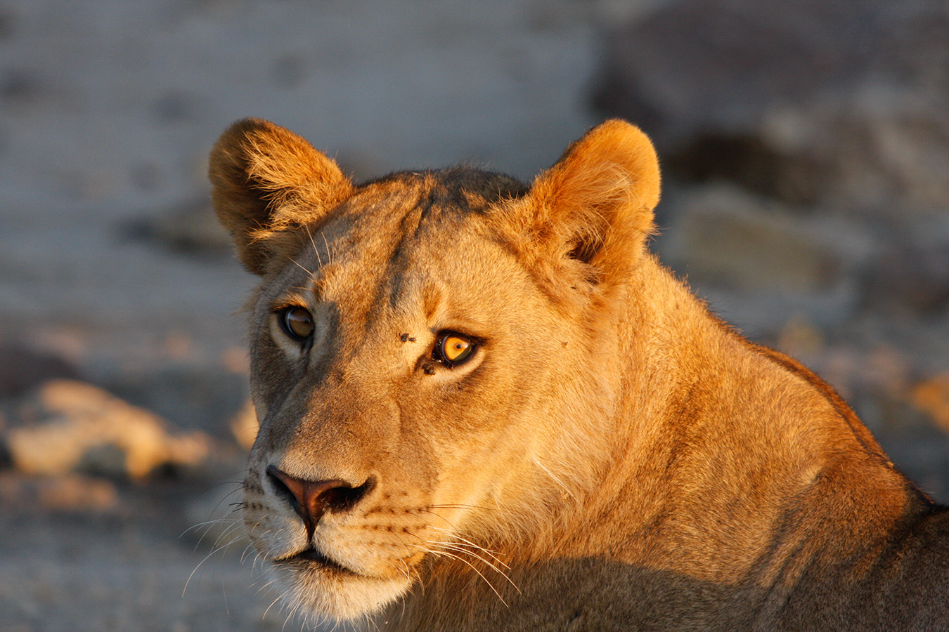 Sand, Rocks &amp; Rivers - Löwin im Chobe National Park