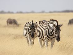 Sand, Rocks & Rivers - Zebras im Etosha National Park
