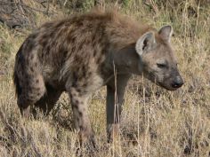 Sand, Rocks & Rivers - Hyäne im Etosha National Park