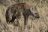 Sand, Rocks & Rivers - Hyäne im Etosha National Park