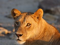 Wasserwelten - Löwin im Chobe National Park