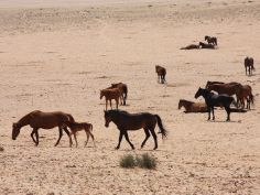 Wüstenzauber - Wilde Pferde der Namib