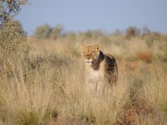 Wüstenzauber - Löwin im Kgalagadi National Park