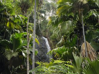 Praslin - Vallée de Mai Praslin - Vallée de Mai