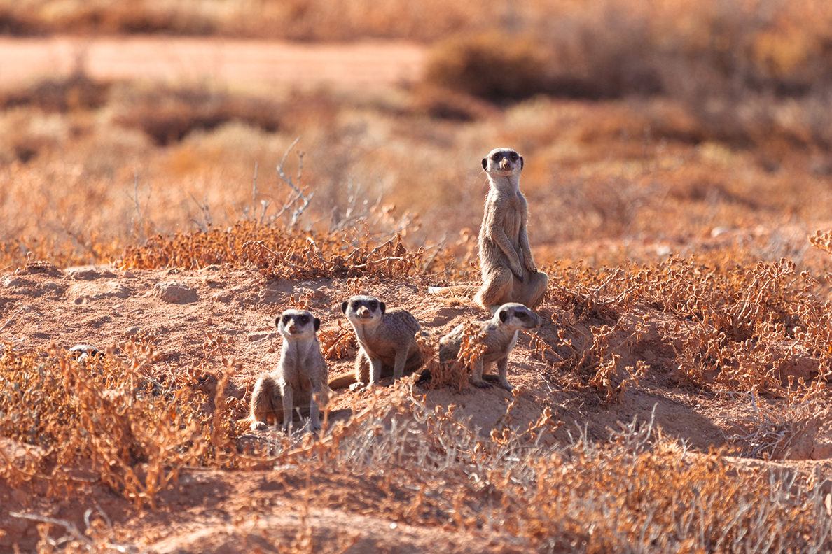 AfriCamps Klein Karoo, Oudtshoorn