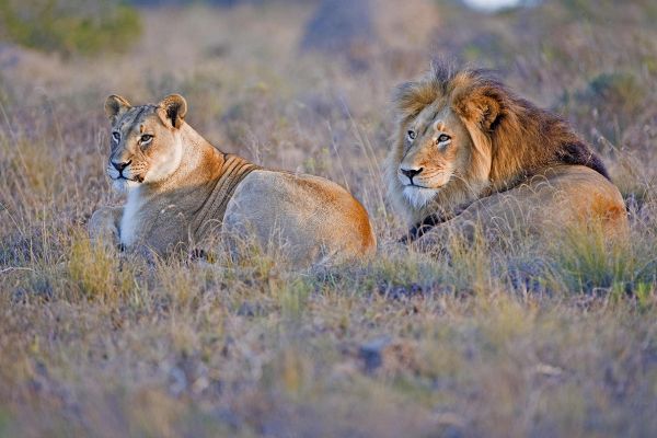 Amakhala Bukela Game Lodge