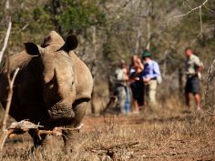 Hlane Ndlovu Camp Nature Walk Rhino