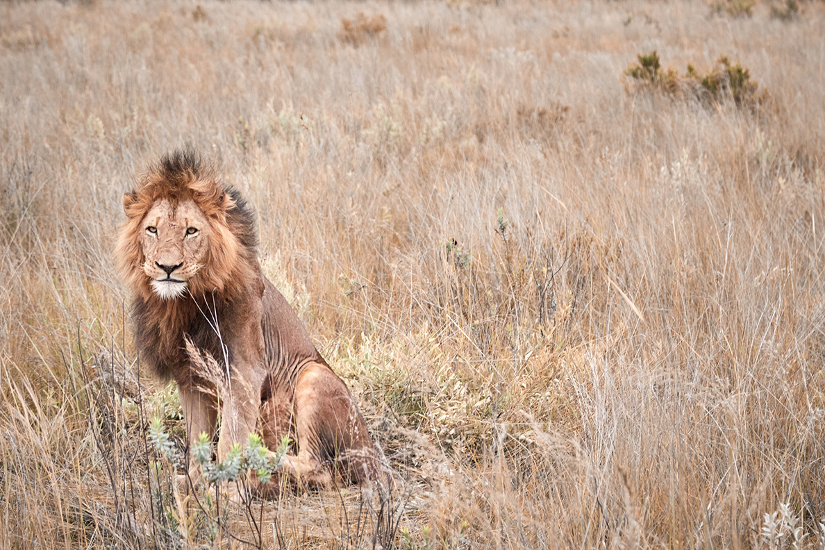 Nkomazi by Newmark