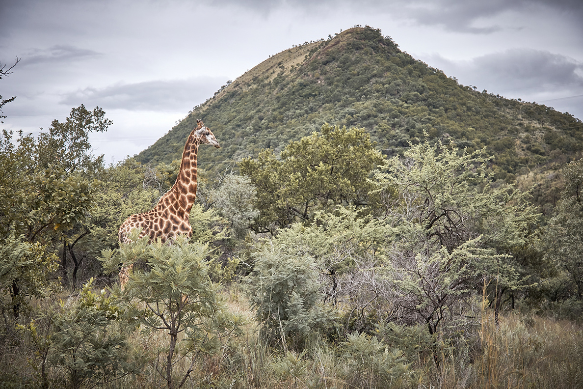 Nkomazi by Newmark
