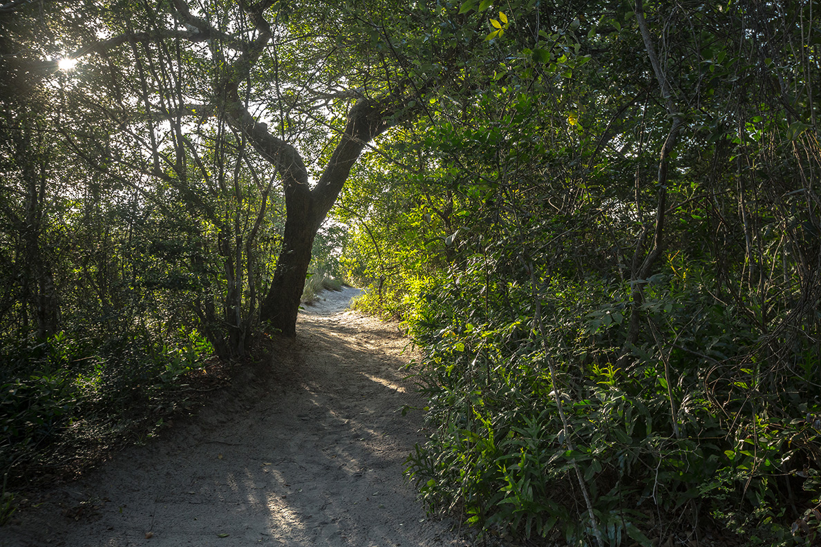 Kosi Forest Lodge