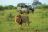 Lukimbi Safari Lodge
