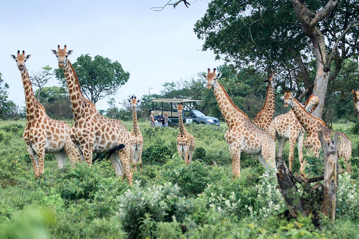 Makakatana Bay Lodge - Game Drive