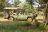Mateya Safari Lodge - Game Drive
