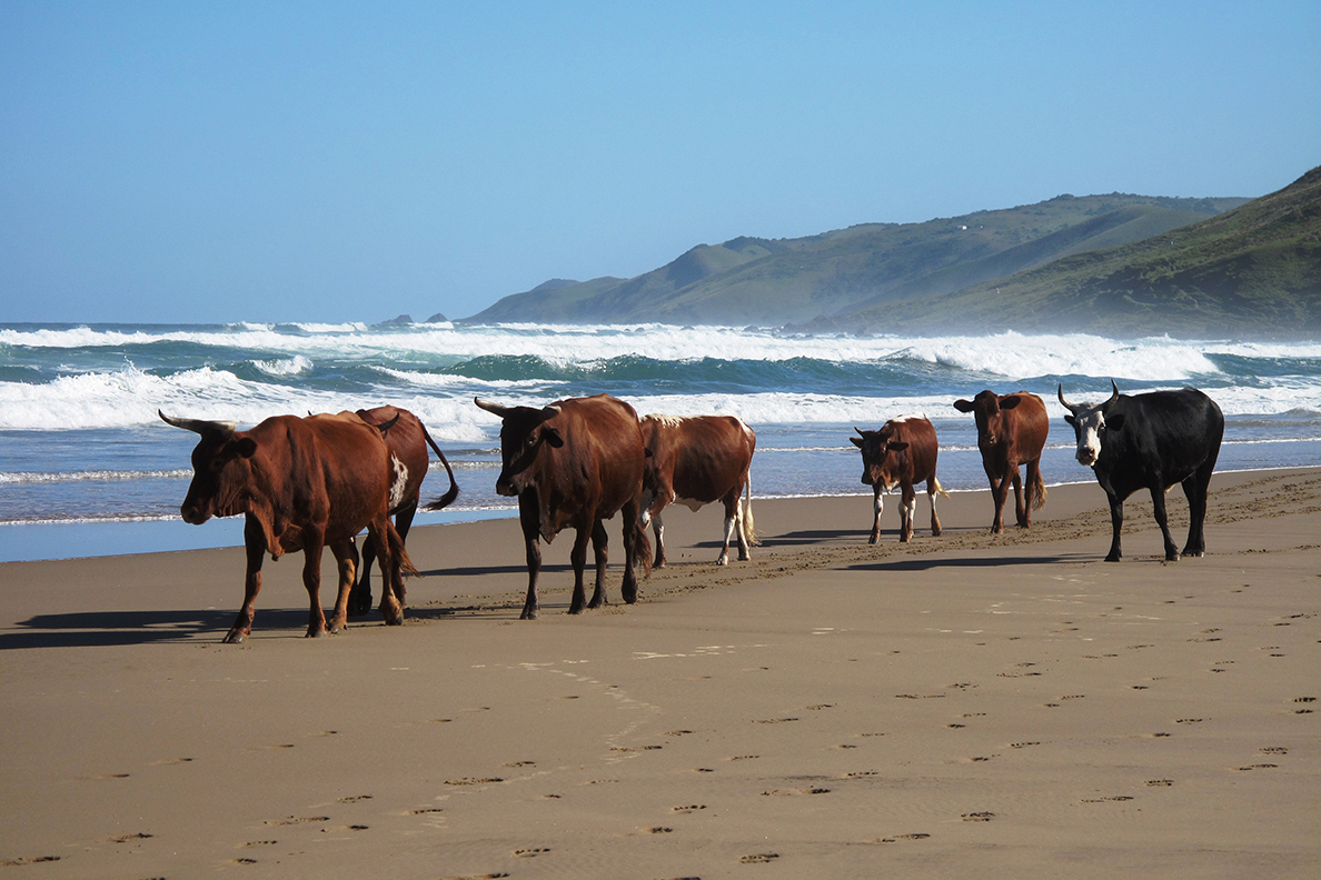 Mboyti River Lodge - Kühe am Strand, typisch für die Wild Coast