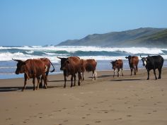 Mboyti River Lodge - Kühe am Strand, typisch für die Wild Coast