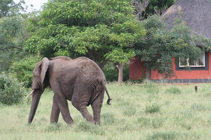 Mohlabetsi Safari Lodge
