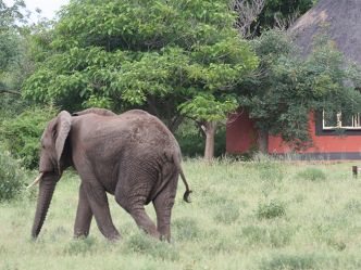 Mohlabetsi Safari Lodge Mohlabetsi Safari Lodge