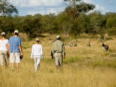 Ngala Safari Lodge - Bush Walk