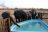nThambo Tree Camp - Elefanten am Pool nThambo Tree Camp - Elefanten am Pool