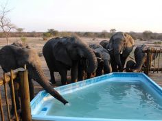 nThambo Tree Camp - Elefanten am Pool