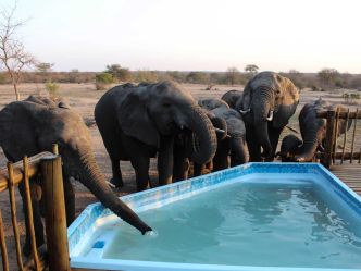 nThambo Tree Camp - Elefanten am Pool nThambo Tree Camp - Elefanten am Pool