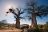 Pafuri Camp - Twin Baobabs